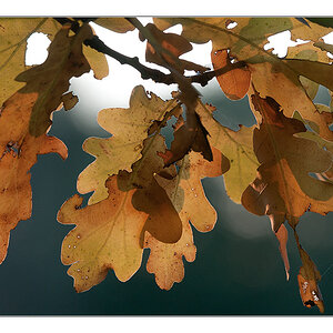 herbstliches Gegenlicht 1
