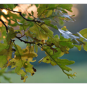 herbstliches Gegenlicht 2