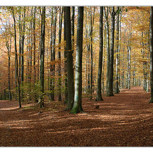 Herbstwald 1