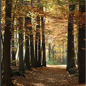 Herbstwald 2