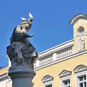 Tauben in Passau