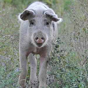 Ein Schwein