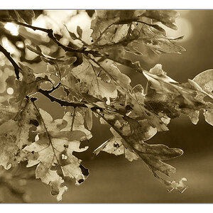 herbstliches Gegenlicht 2 sephia