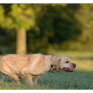 Muskelhund