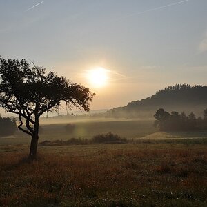 Baum, Sonne, Nebel