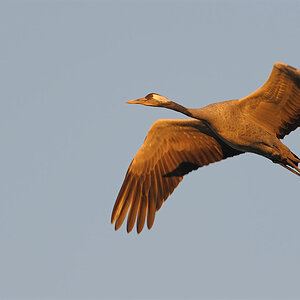 Kranich im Flug 11B 5954 NX 15. November 2011 001