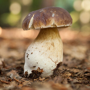 Steinpilz, der Schein trügt. Innen war er hohl.