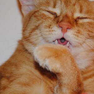 D3000 - meine Katze ist nicht ganz so kräftig gezeichnet.