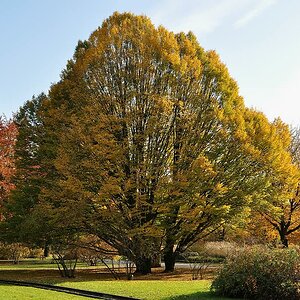 Baum grün