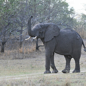 Elefant im Musanza Camp
Kafue
4461