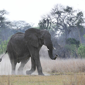 Elefant staubt herum auf der Camp Zufart,
Kafue
4480