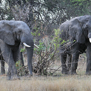 Elefanten am Musanza Camp
Kafue
4445
