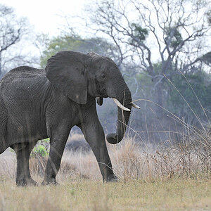 Elefant aus der Froschpersektive
4488