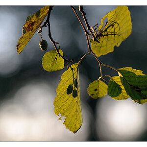 herbstliches Gegenlicht 4