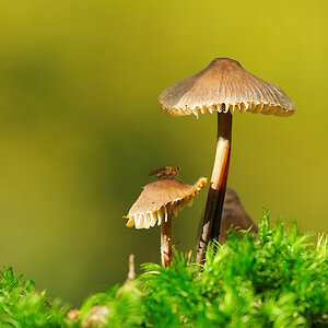 Pilz