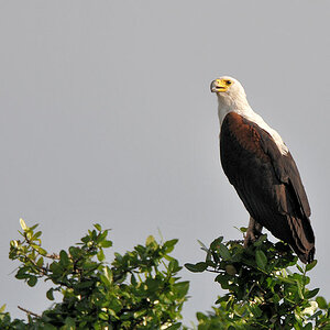 Schreiseeadler (African Fish Eagle)
am Lufupa River, Kafue
6903
