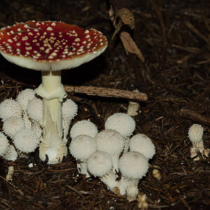 Pilz 1