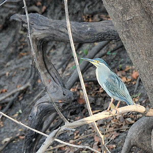 Mangrovenreiher (Green Backed Heron)
Lufupa River, Kafue
4707