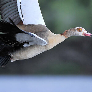 Nilgans
Lufupa River, Kafue
4664