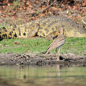 Krokodil und Triel
Lufupa River, Kafue
7046