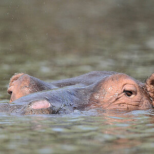 Nilpferd
im Lufupa River, Kafue
6866