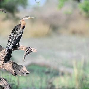 Schlangenhalsvogel (Darter)
am Lufupa River, Kafue
4589