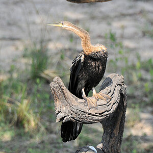 Schlangenhalsvogel (Darter)
am Lufupa River, Kafue
6890