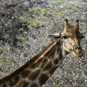 namibia 49