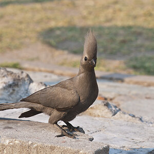 namibia 51
