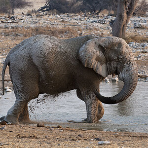 namibia 60