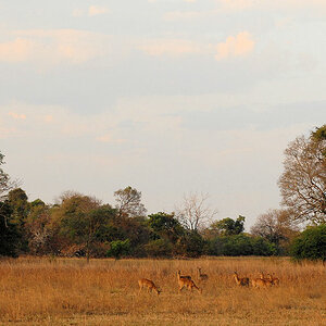Pukus im Abendlicht
Bei Musanza gibt es zwischen den Bäumen immer wieder größere Graflächen, die die Tierbeobachtung erleichtern.
Musanza, Kafue
2874