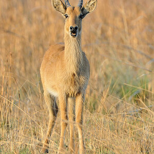 Puku
bei Musanza, Kafue
7155