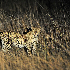 Leopard
bei Musanza, Kafue
5521