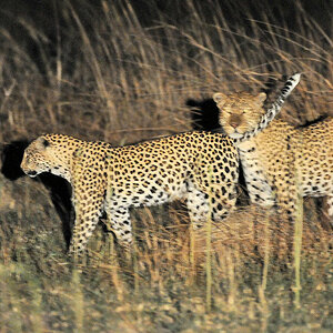 Bei dem Knackarsch wird der Leopardenmann etwas unruhig 
bei Musanza, Kafue
5599