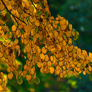 Herbst-Impression 01