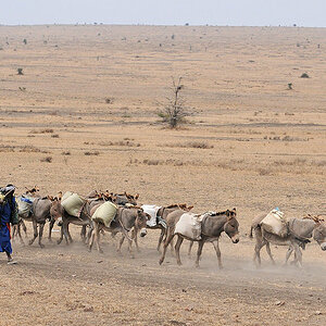 Eselkarawane bei Arusha
5877