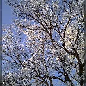 Winter Äste
