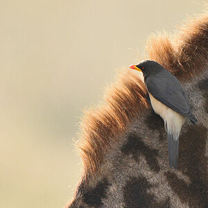 Gelbschnabel madenhacker (Yellow Billed Oxpecker)
auf Giraffe in der Serengeti
5107