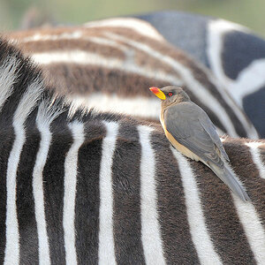 Gelbschnabel Madenhacker (Yellow Billed Oxpecker)
auf Zebra in der Serengeti
5260