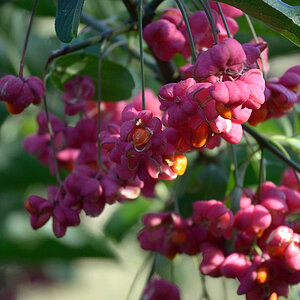 Blume 09102011 4 test