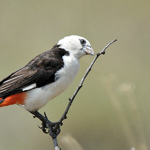 Starweber (White Headed Buffelo Weaver)
Serengeti
3576