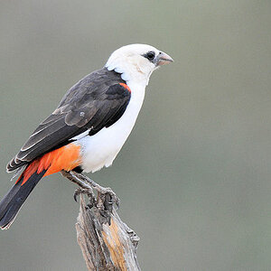 Starweber (White Headed Buffelo Waever)
Tarangire
0922