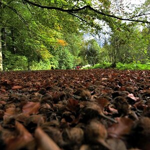 KS Herbstwald