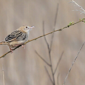 Cistensänger (Zitting Cisticola)
Maasai Kopjes, Serengeti
4525