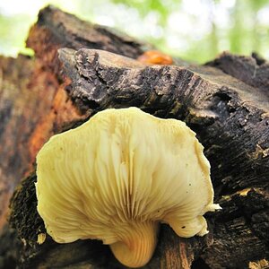 Waldpilz