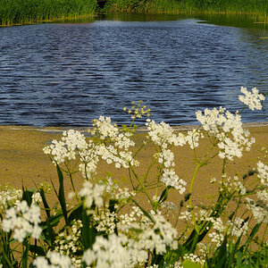 Weiher