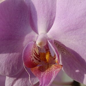 Blüte