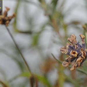 ISO 1000 - 1/100 - 5,6