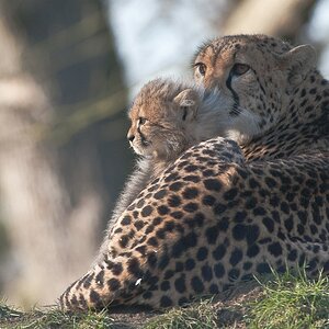 20090125 6500 [D700 LR2 Adobe Standard]   F7,1 420,00mm