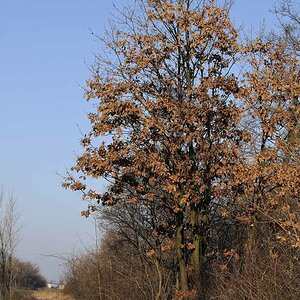 Eiche Arbesthal 01